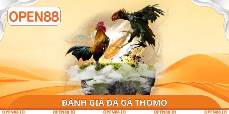 Đánh giá đá gà Thomo